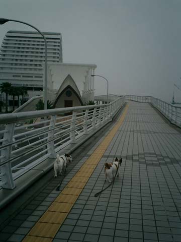歩道橋1.JPG